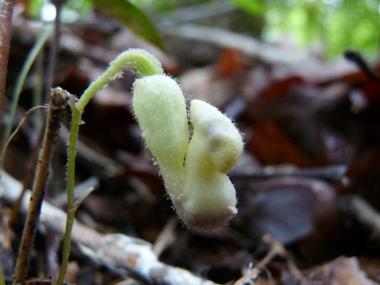 {Endodeca serpentaria}